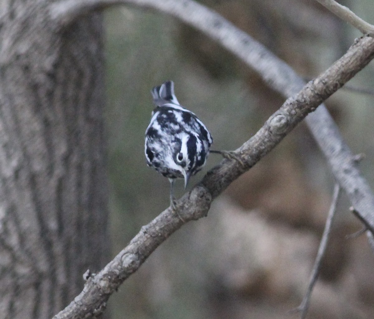Black-and-white Warbler - ML611314047