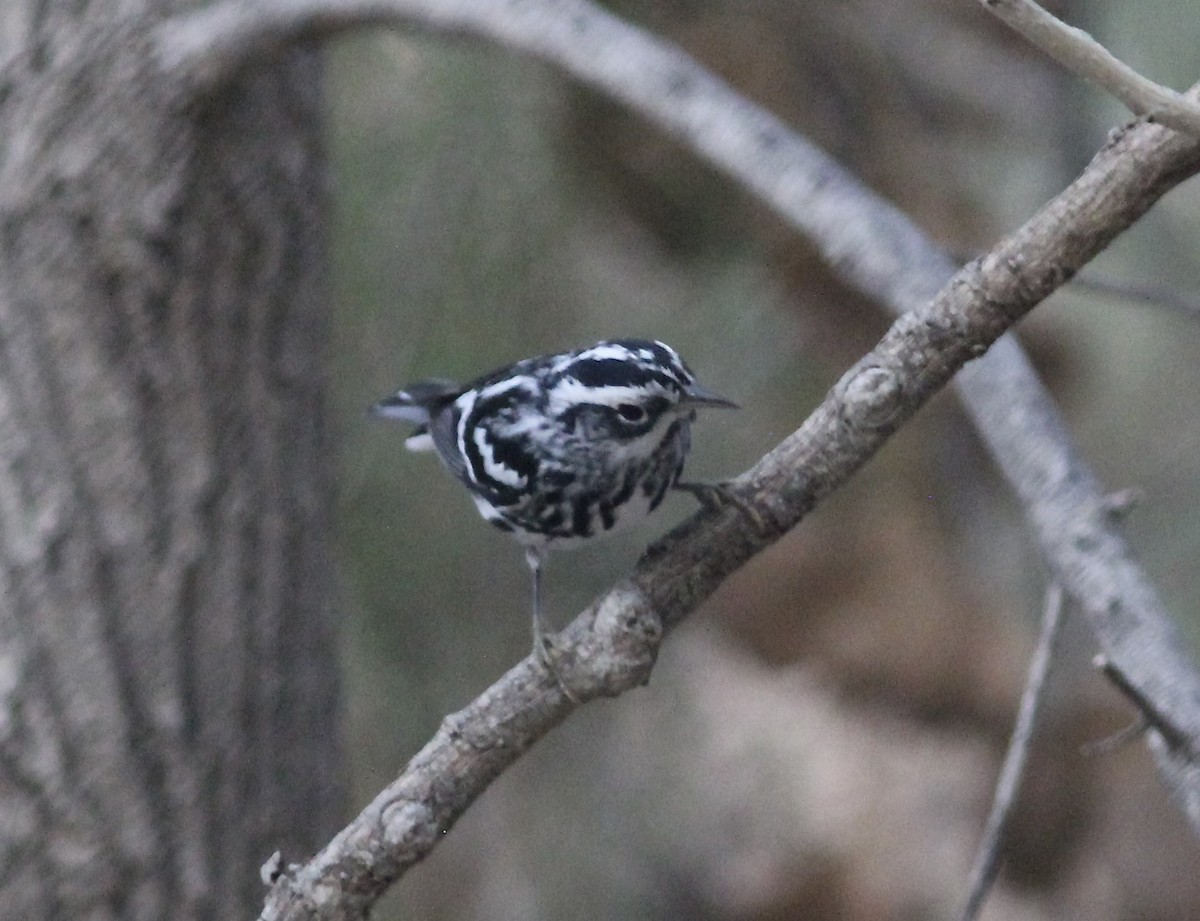 Black-and-white Warbler - ML611314048