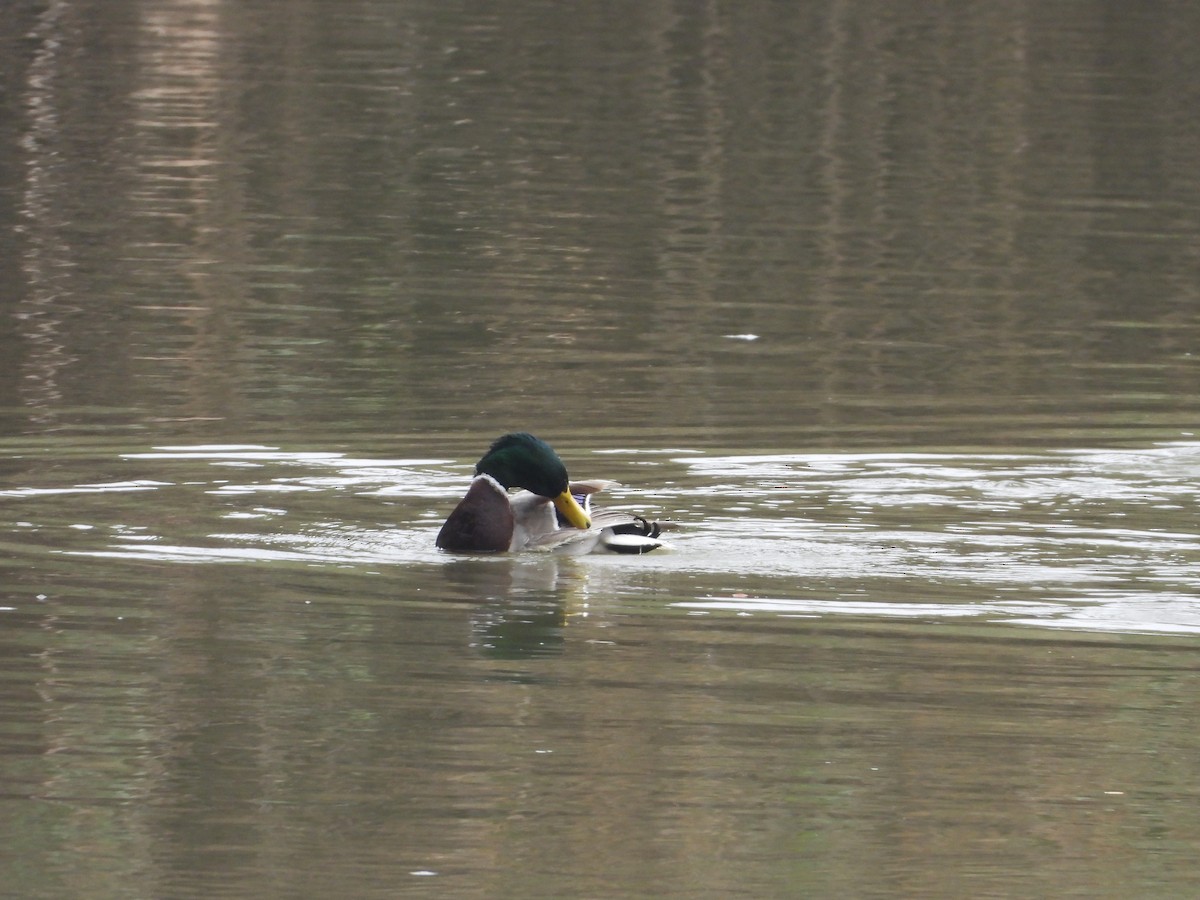 Mallard - Ricardo Bedia