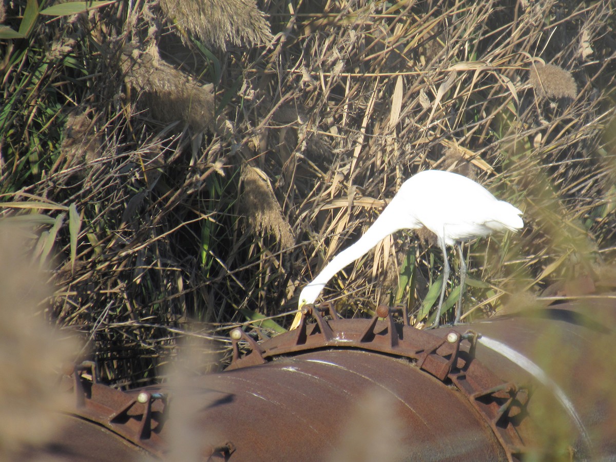 Great Egret - ML611314226