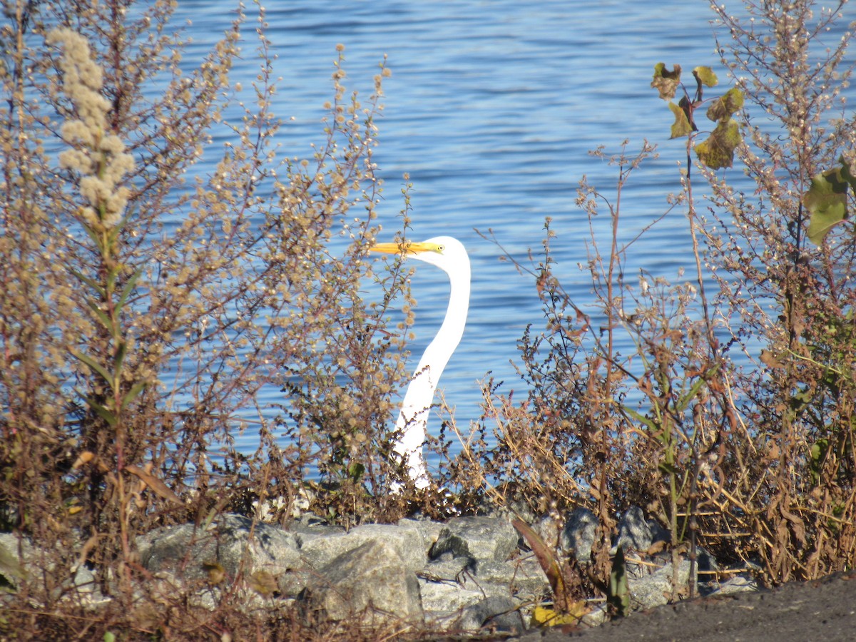 Great Egret - ML611314230