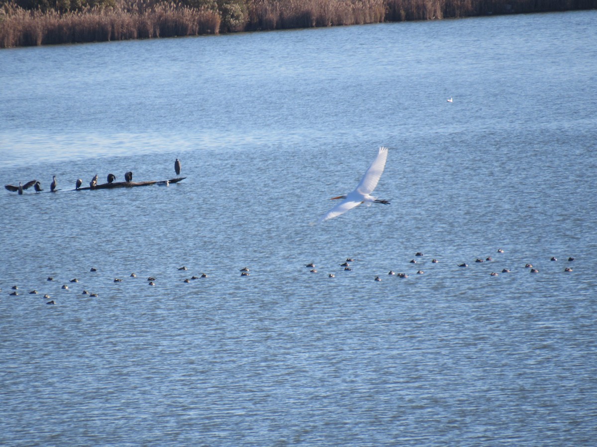 Great Egret - ML611314231