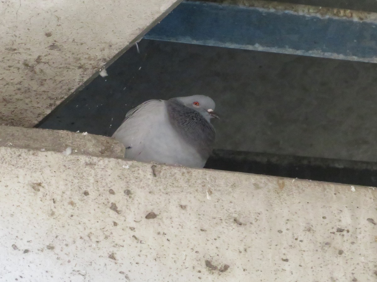 Rock Pigeon (Feral Pigeon) - ML611314234