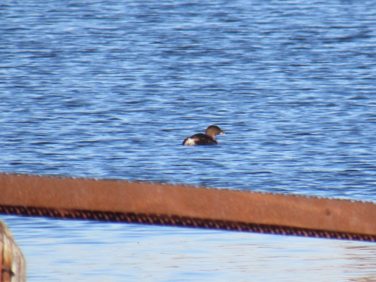 Pied-billed Grebe - ML611314299