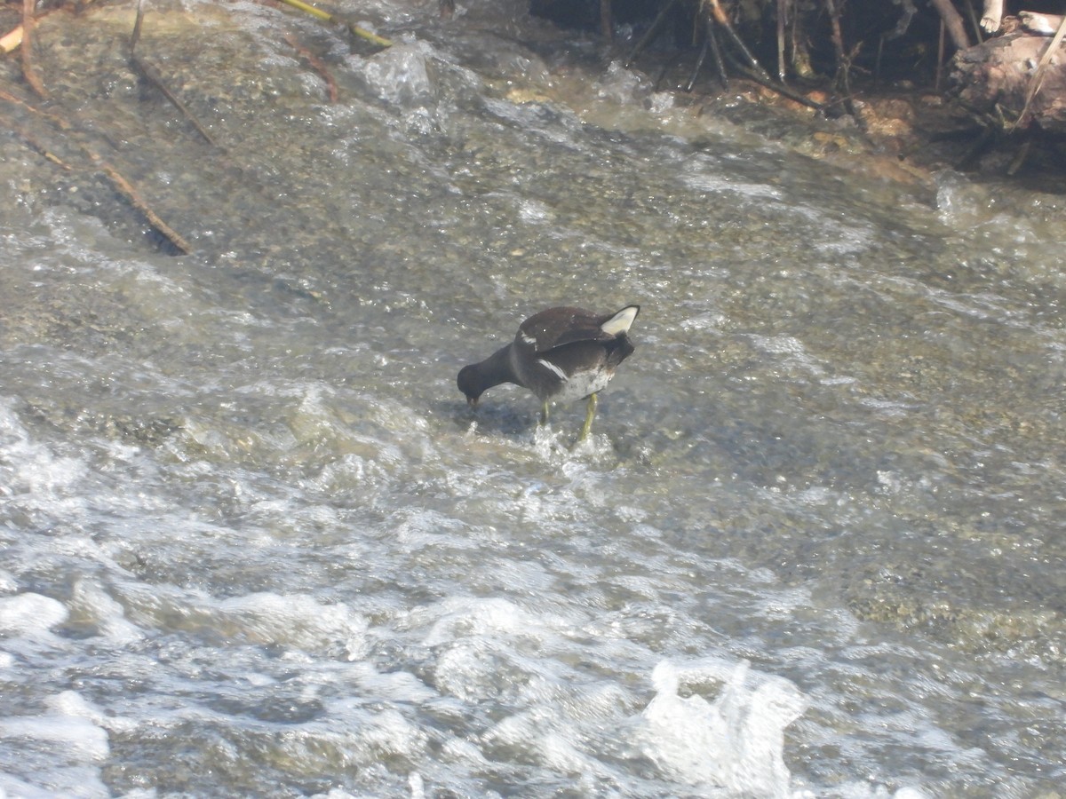 Eurasian Moorhen - ML611314360