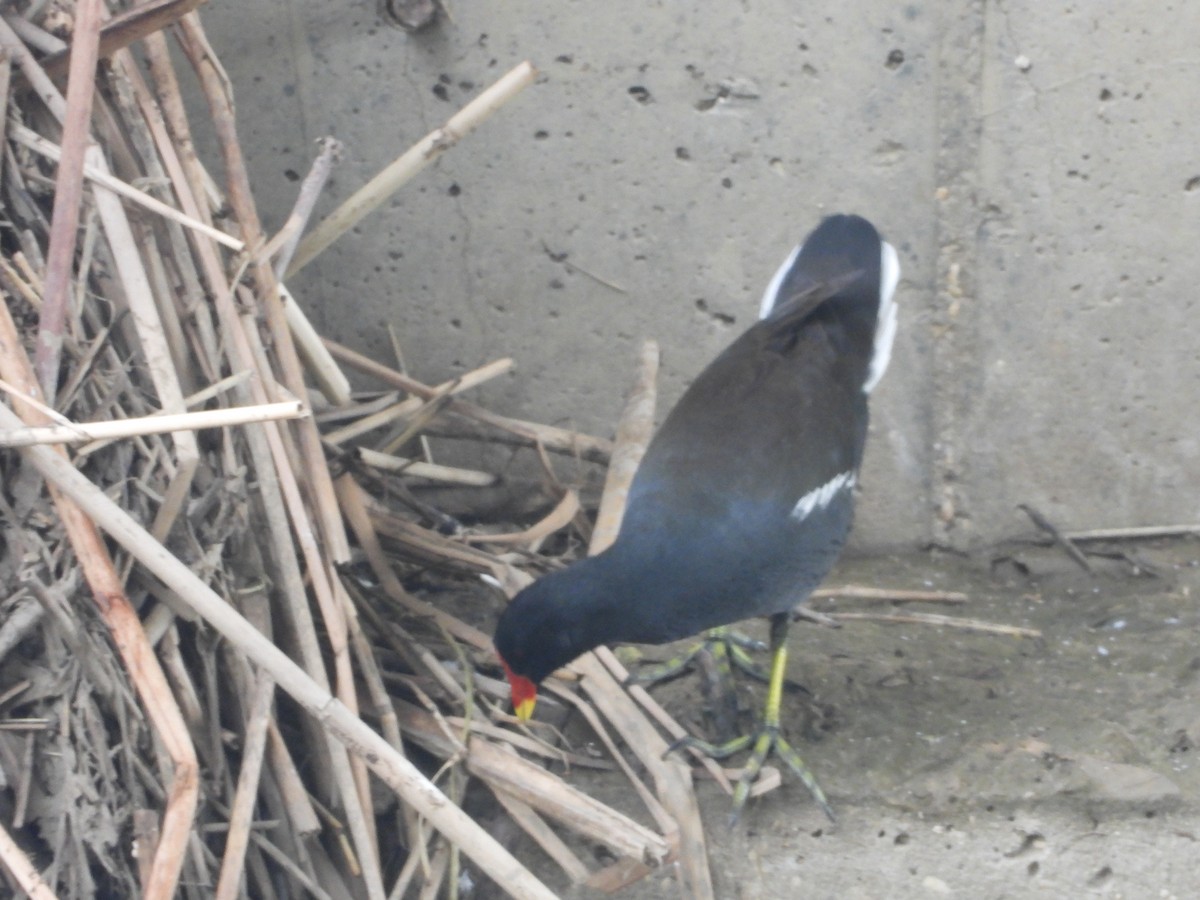 Gallinule poule-d'eau - ML611314362