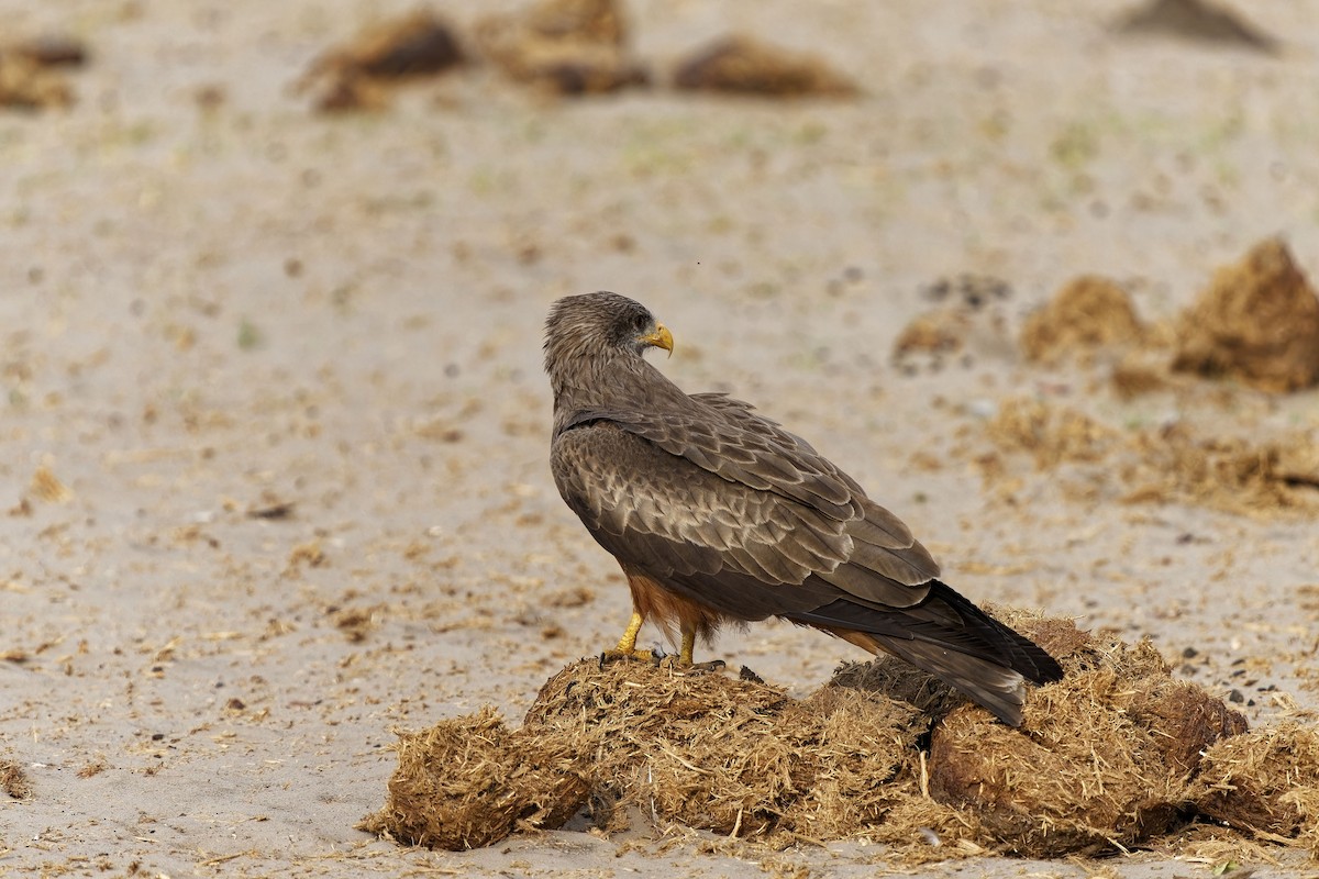 Black Kite (Yellow-billed) - ML611314455