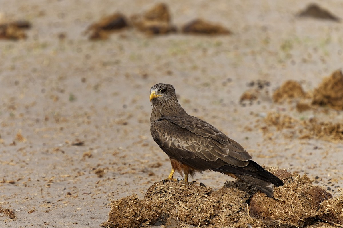 Black Kite (Yellow-billed) - ML611314457