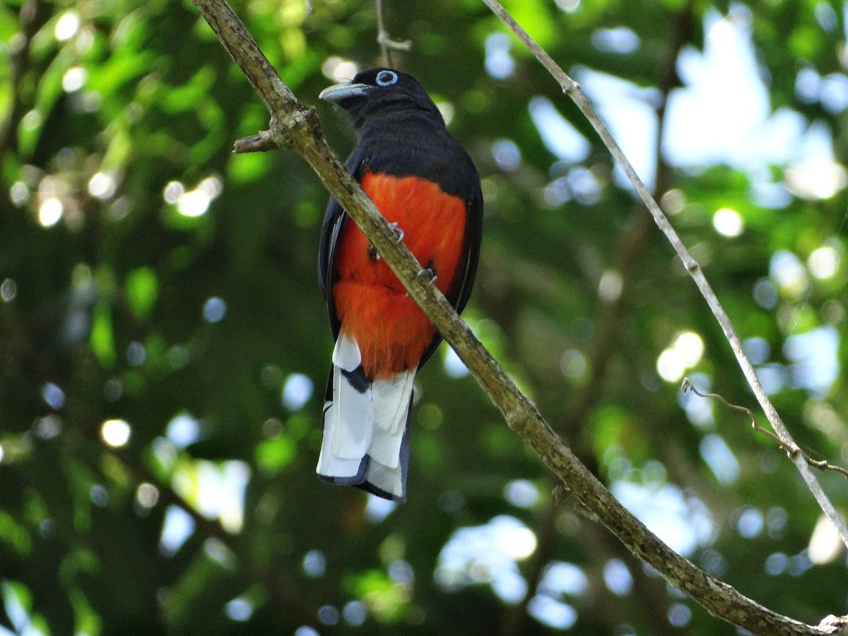 Baird's Trogon - ML611314497