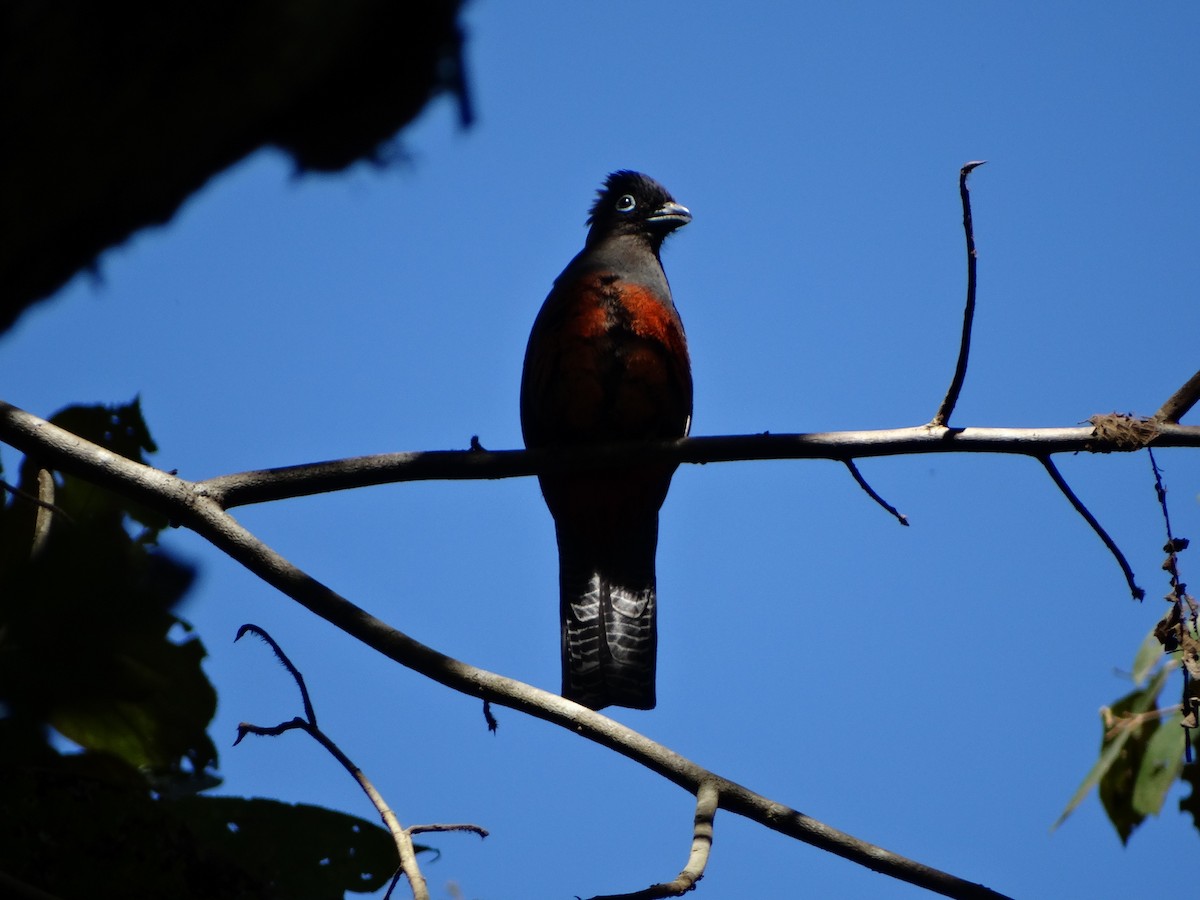 Baird's Trogon - ML611314507