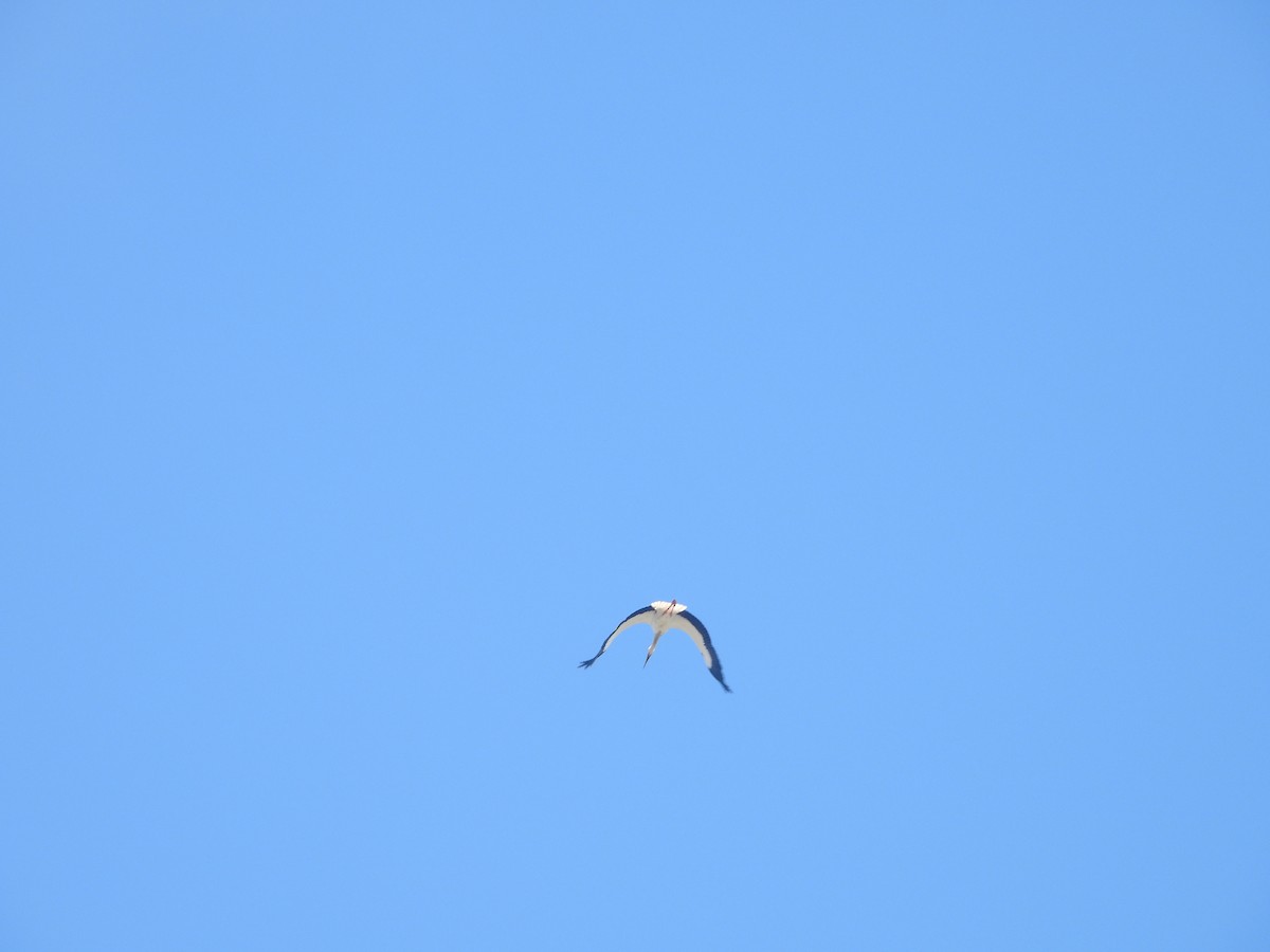 White Stork - ML611314666
