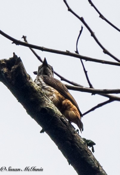 Brown-eared Woodpecker - ML611314694
