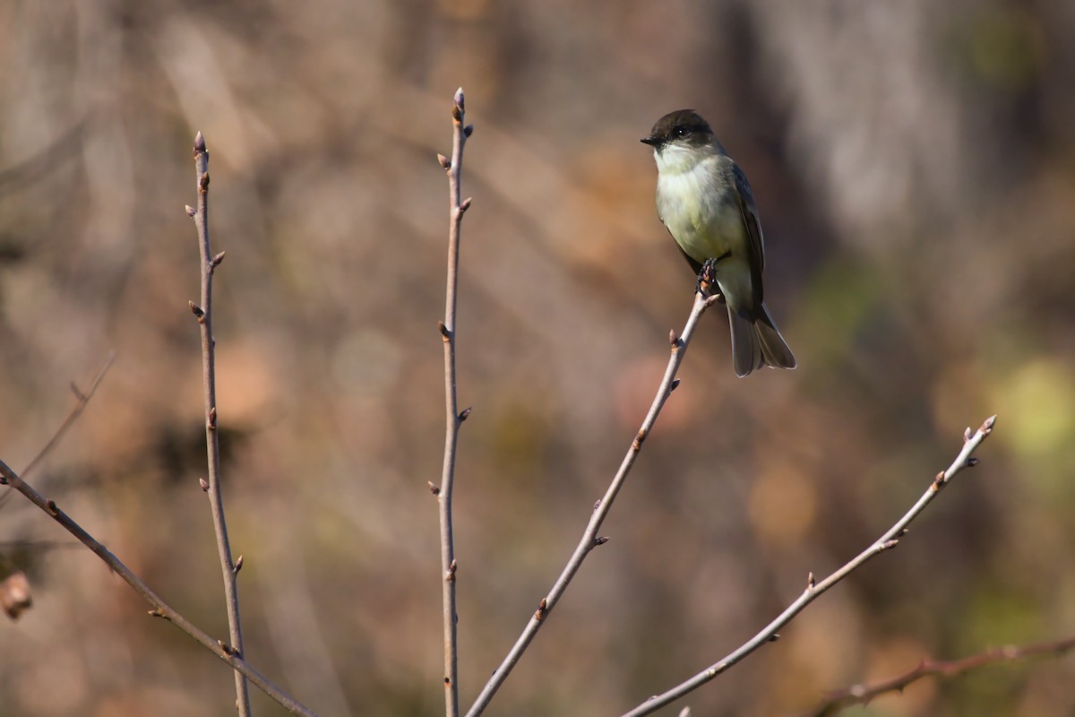 Eastern Phoebe - Theodore Brown