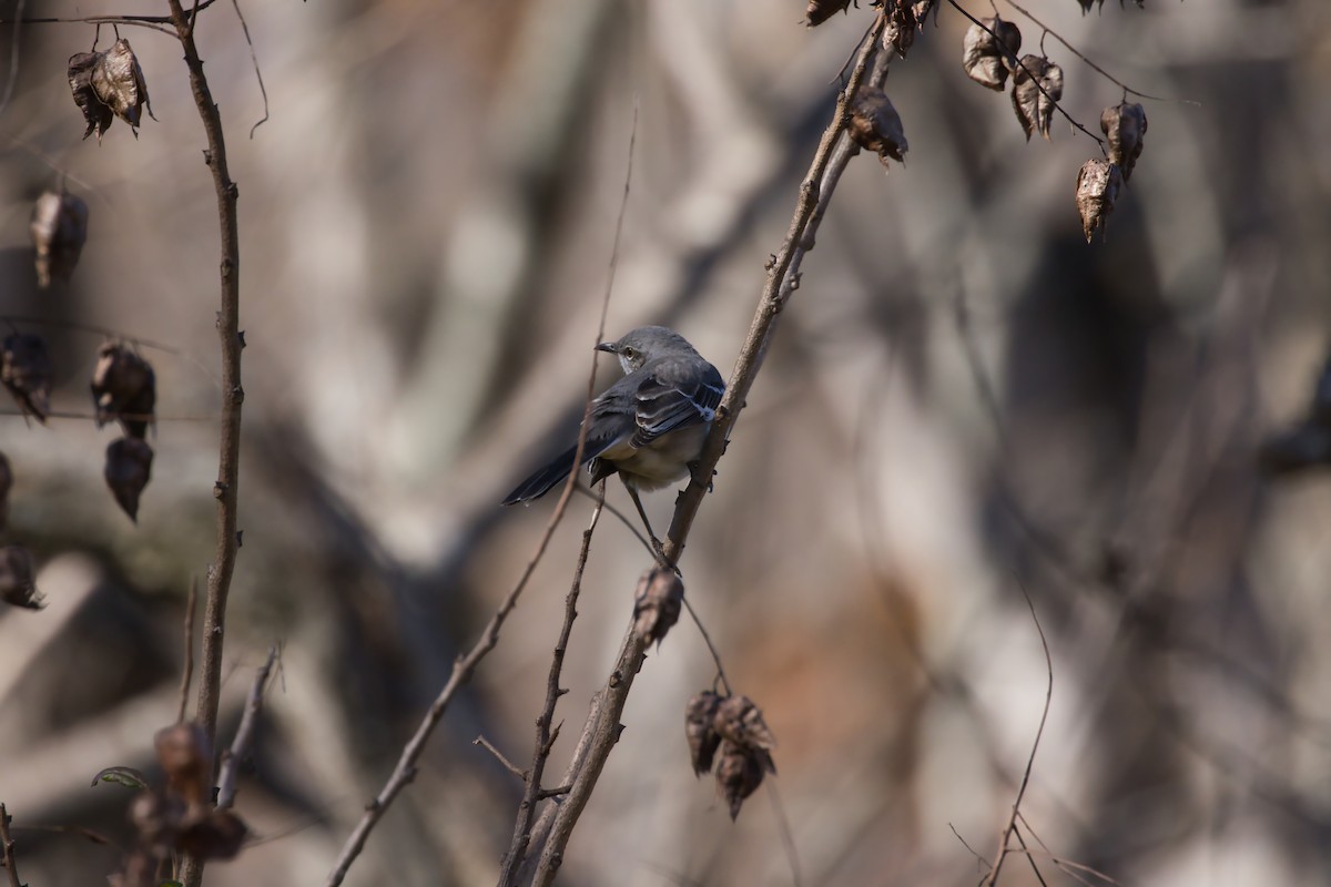 Northern Mockingbird - ML611314841