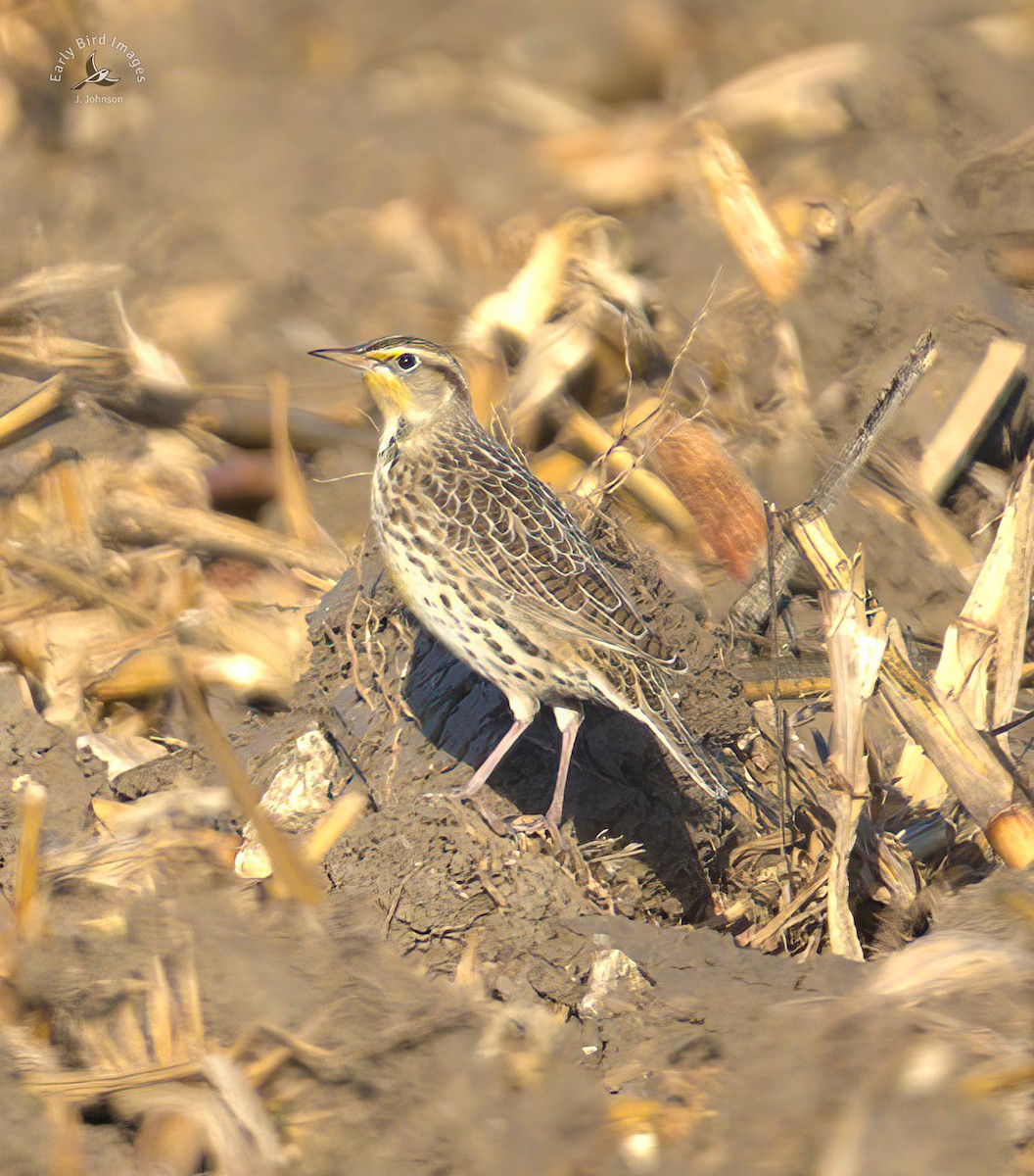 Western Meadowlark - ML611314860