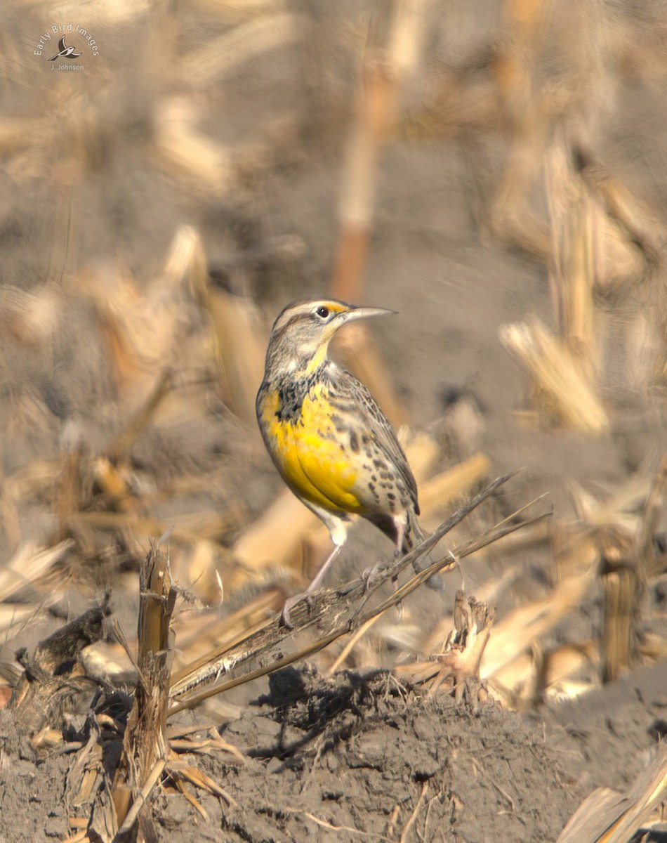 Western Meadowlark - ML611314873