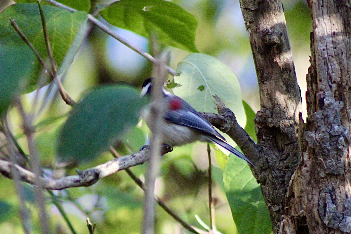 Black-capped Chickadee - ML611314900