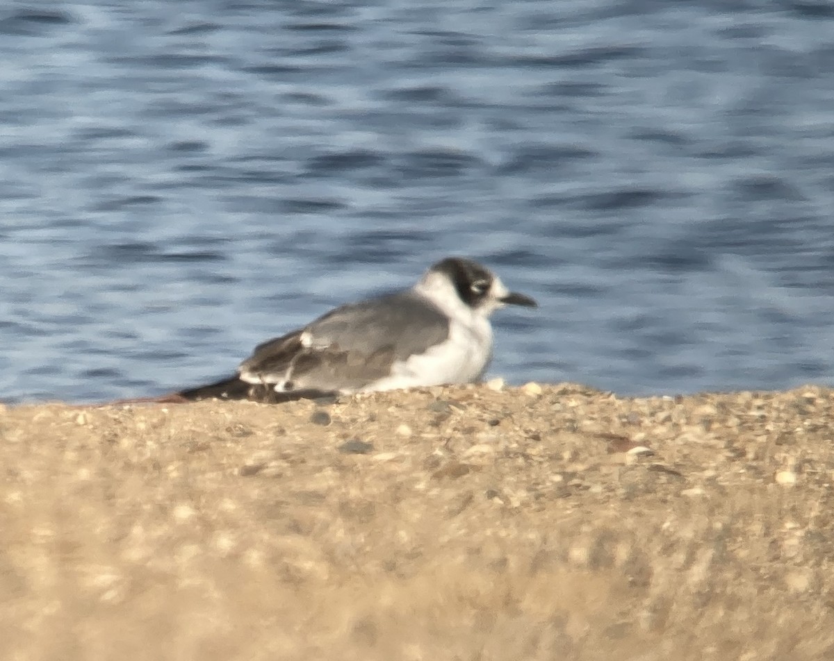 Franklin's Gull - Aaron  Brees