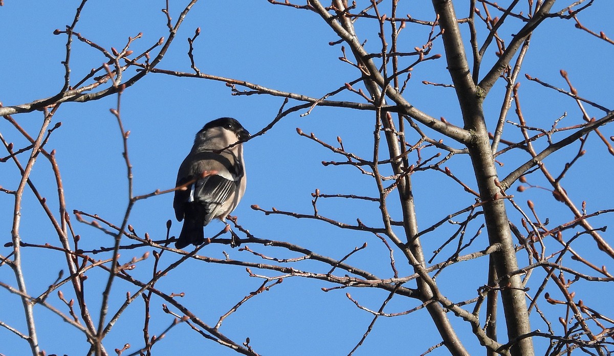 Eurasian Bullfinch - ML611314929