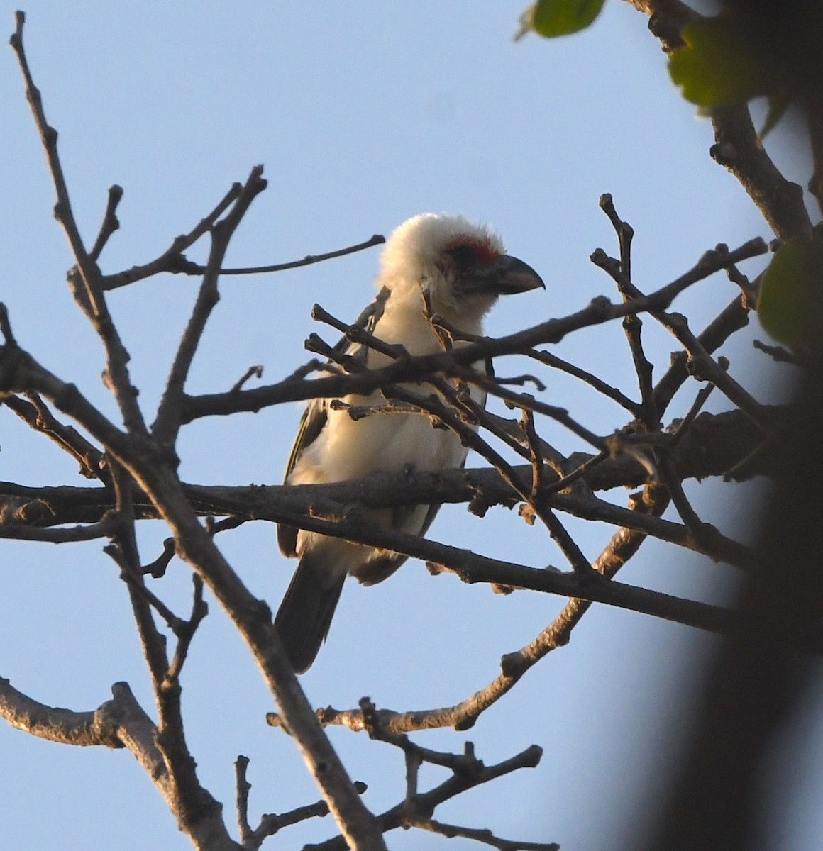 Chaplin's Barbet - ML611314985