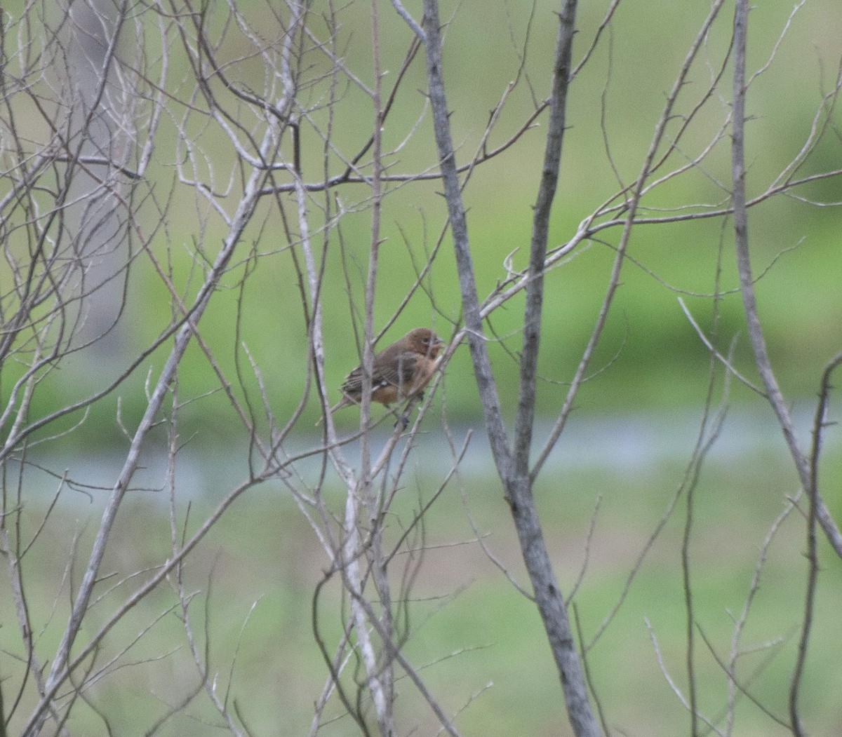 Chestnut Seedeater - Alan Hentz