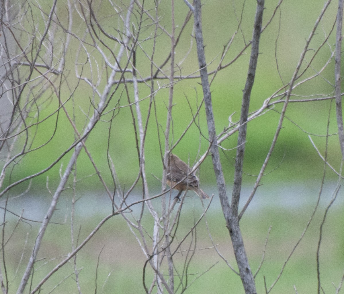 Chestnut Seedeater - ML611314989