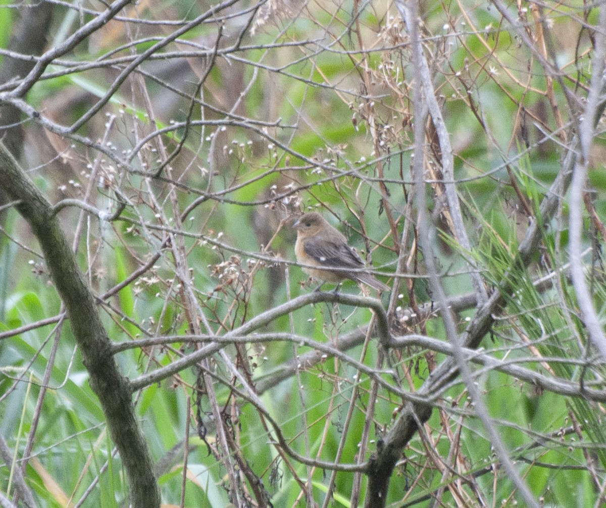 Chestnut Seedeater - ML611314990