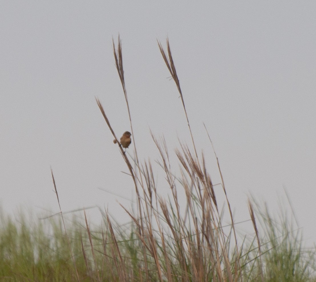 Chestnut Seedeater - ML611314991