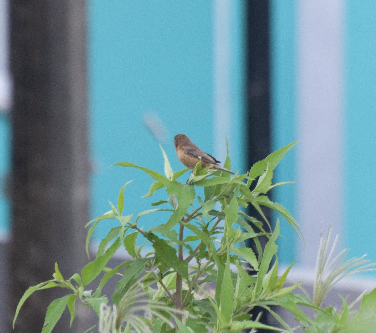 Chestnut Seedeater - Alan Hentz