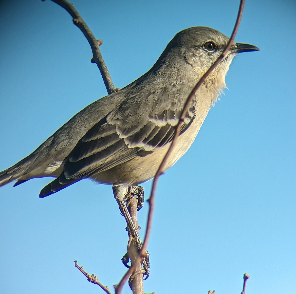 Northern Mockingbird - ML611315041