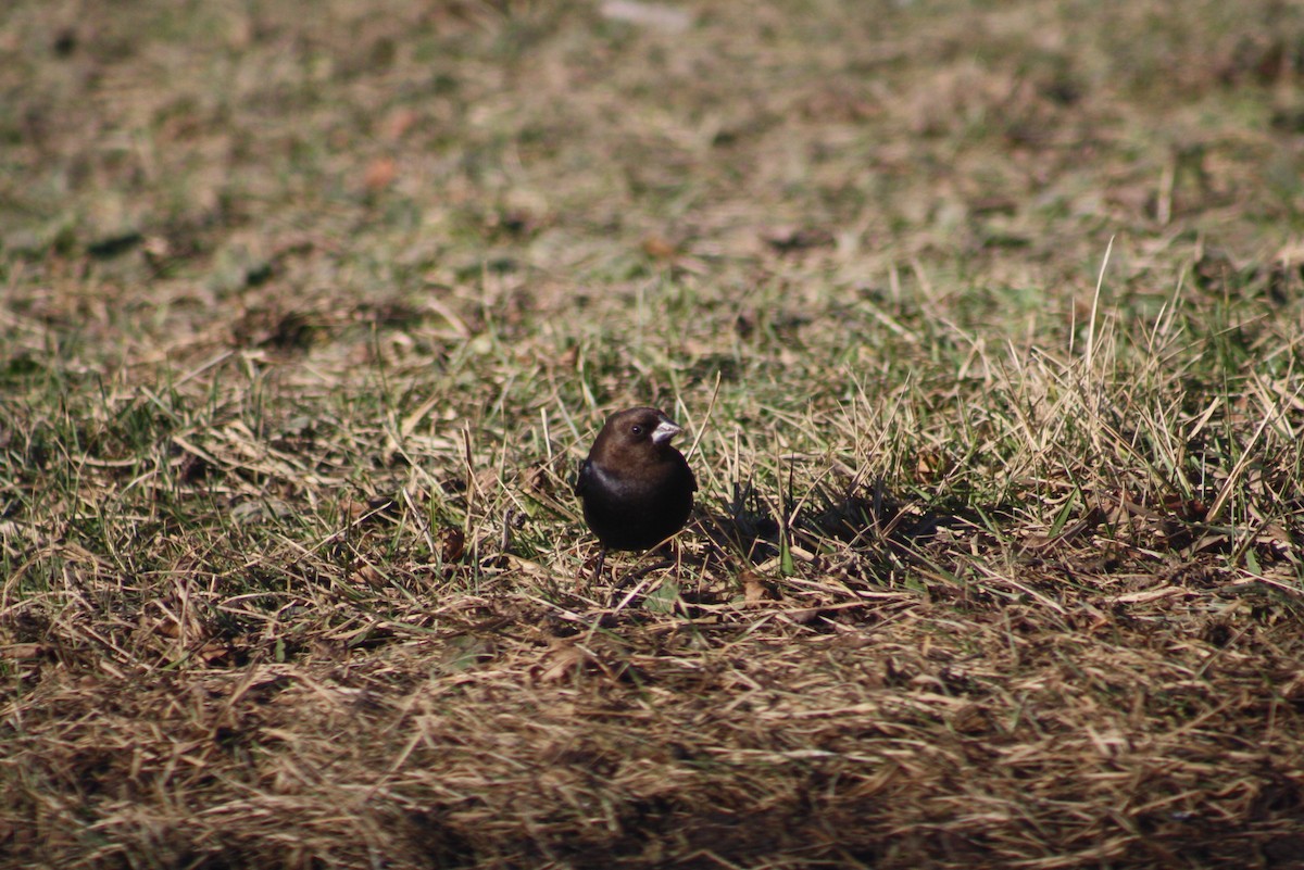 Brown-headed Cowbird - ML611315141