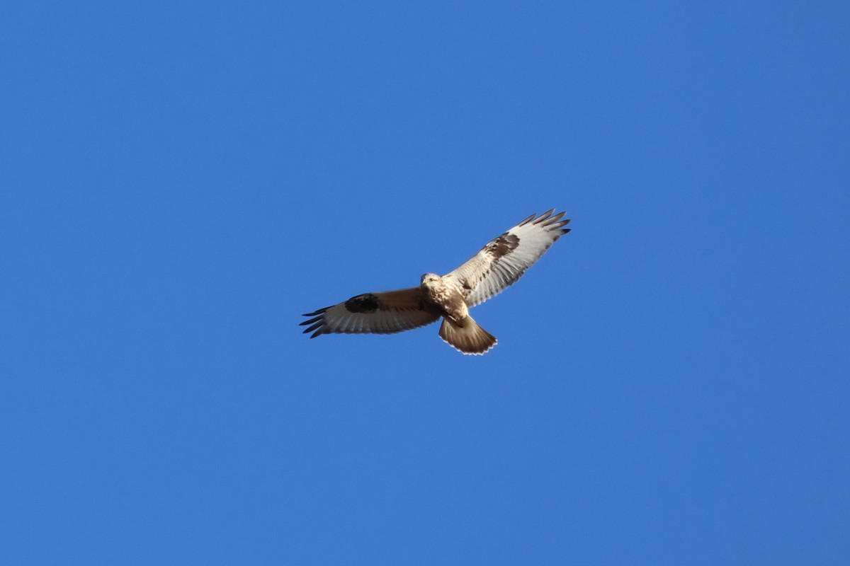 Rough-legged Hawk - Matt Whitbeck