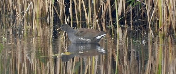 Common Gallinule - ML611315204