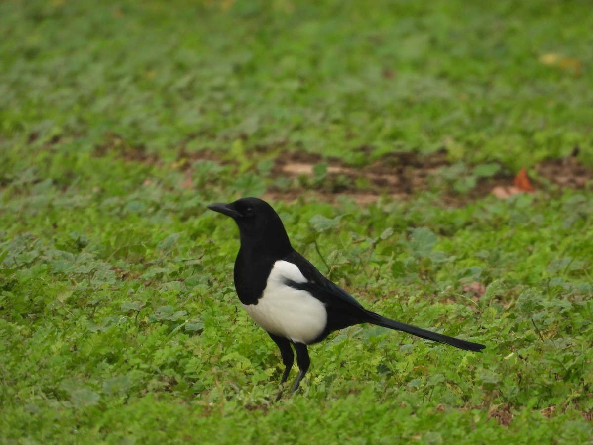 Eurasian Magpie - ML611315363