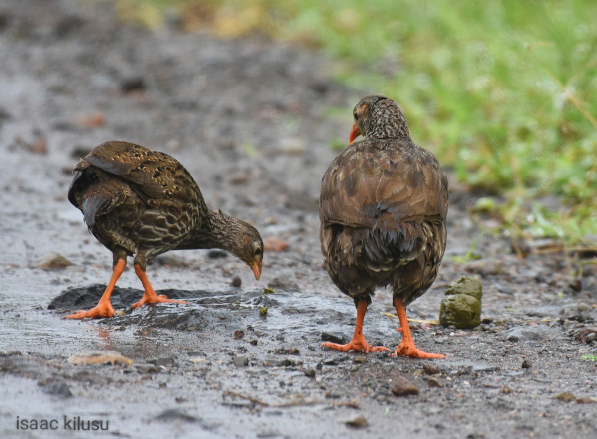 Scaly Spurfowl - ML611315398