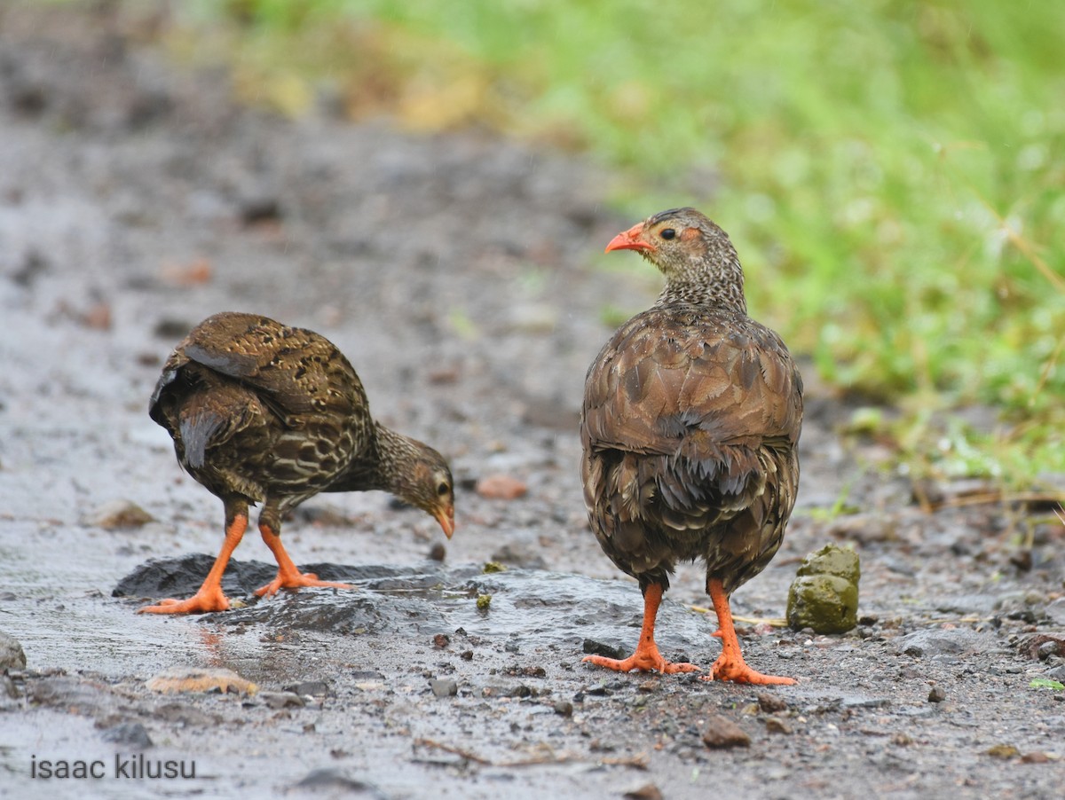 Scaly Spurfowl - ML611315400