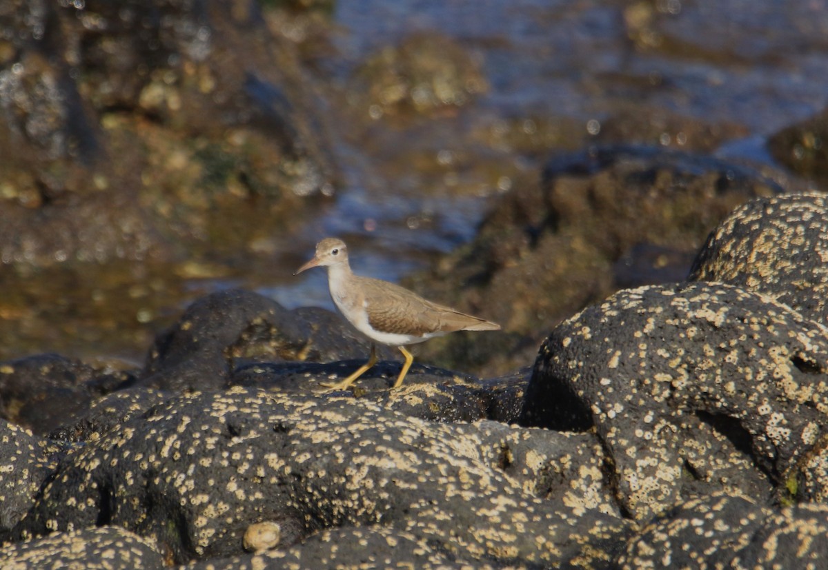 Spotted Sandpiper - Josefa Díaz  Sierra