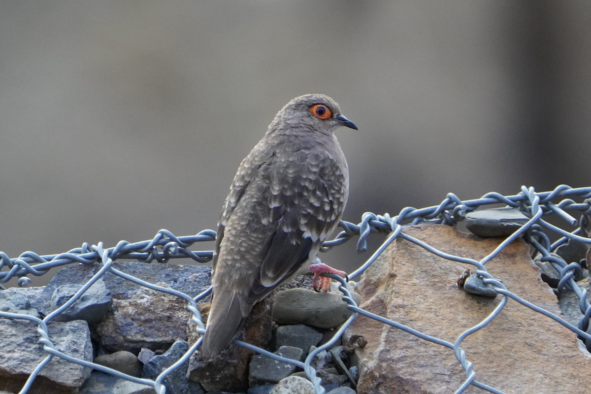 Bare-faced Ground Dove - ML611315412