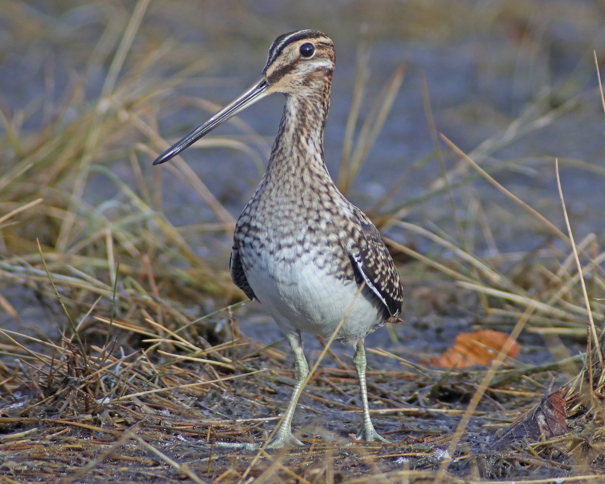 Wilson's Snipe - ML611315491