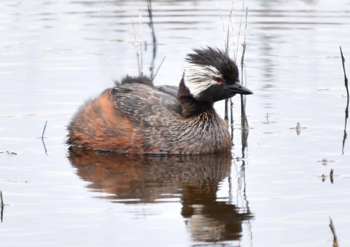 White-tufted Grebe - ML611315561