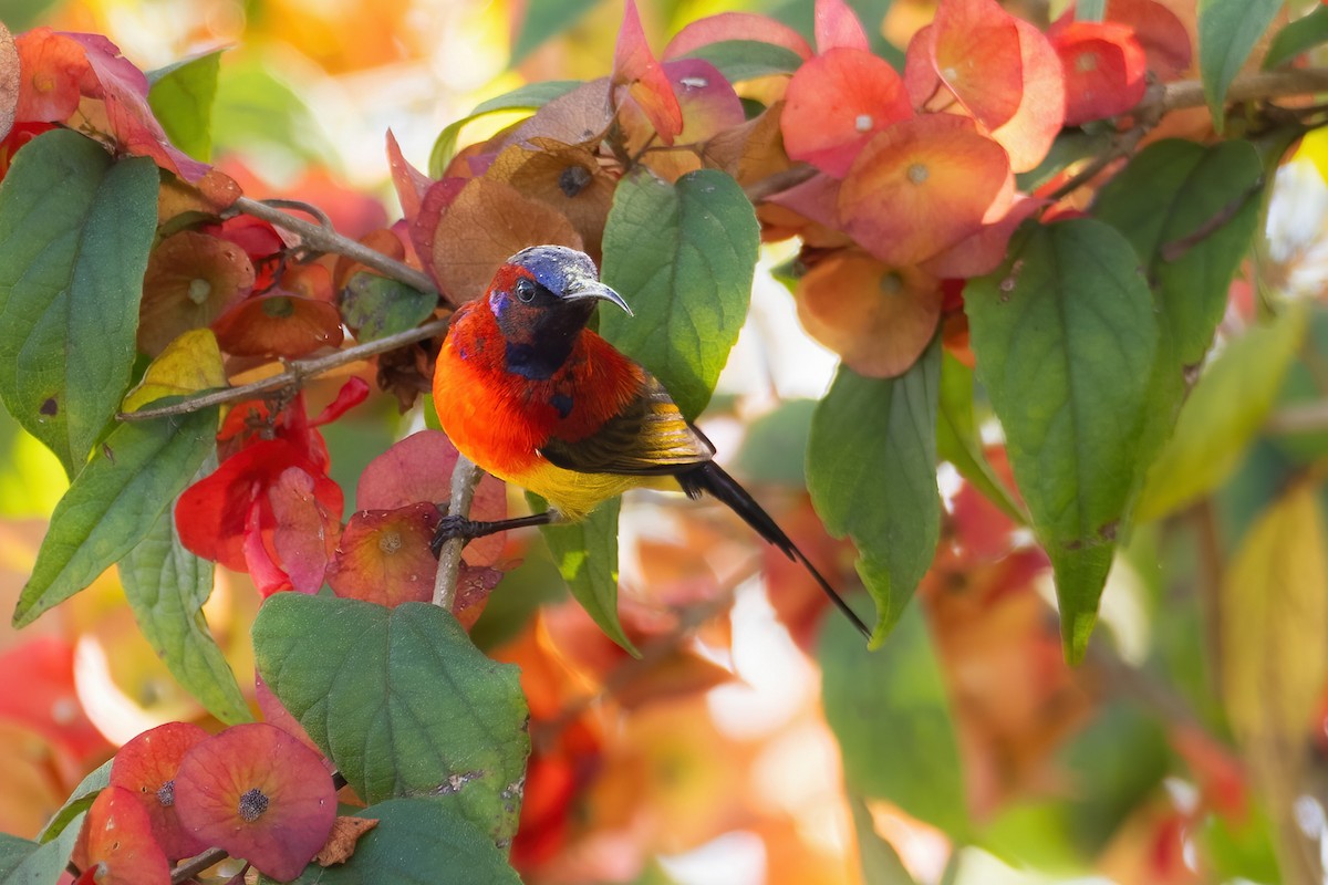 Mrs. Gould's Sunbird - ML611315698