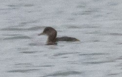 Little Grebe - ML611315838