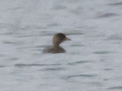 Little Grebe - ML611315840