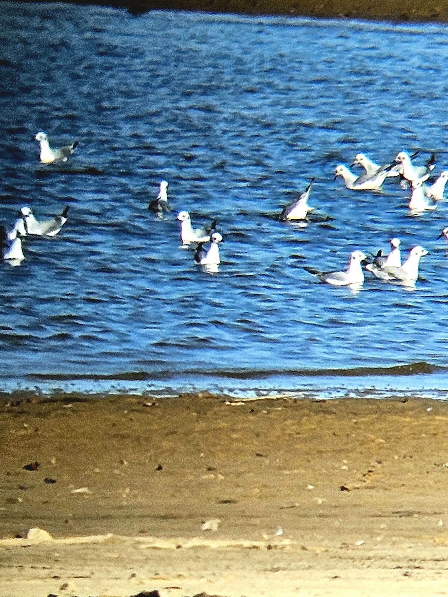 Bonaparte's Gull - ML611315850