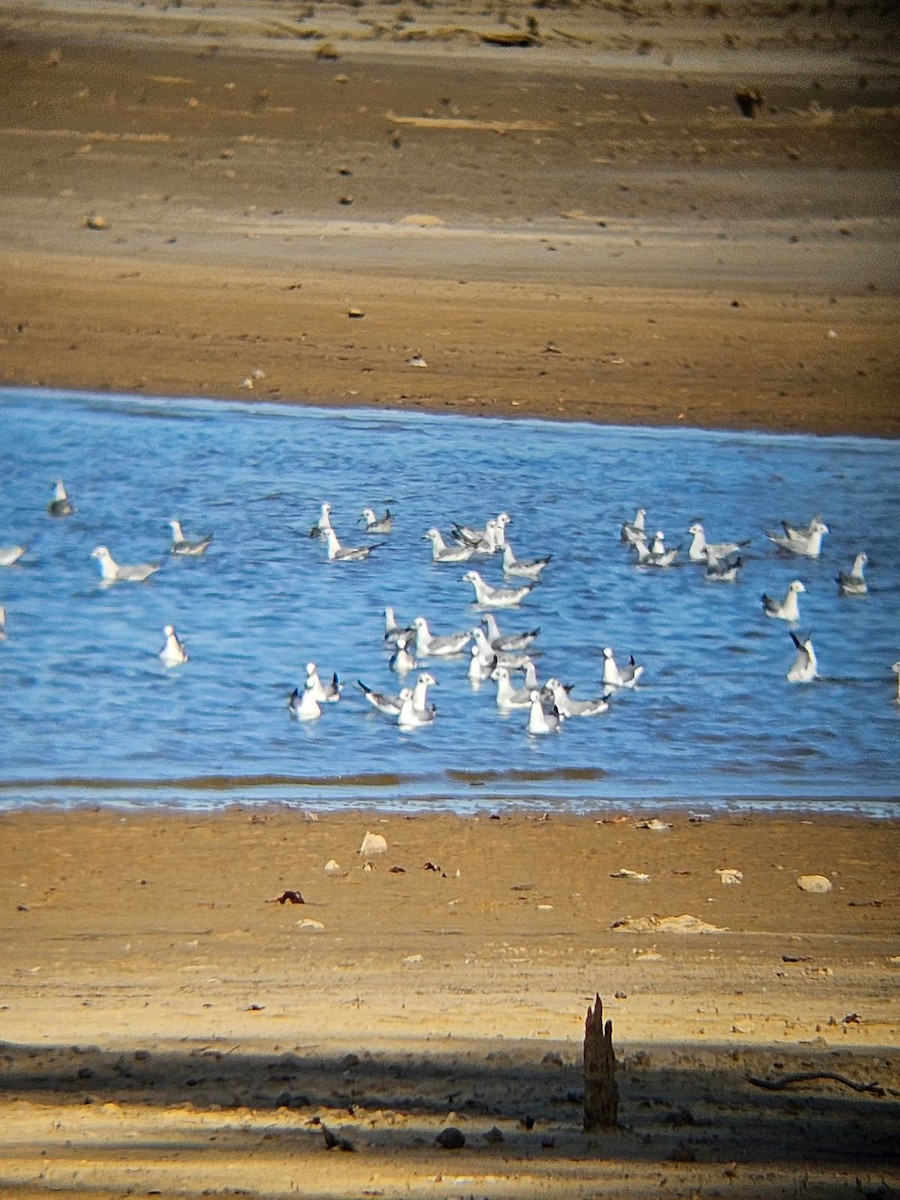 Mouette de Bonaparte - ML611315851