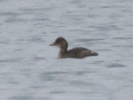 Little Grebe - ML611315853