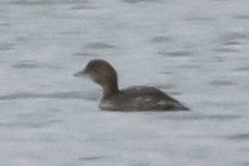 Little Grebe - ML611315875