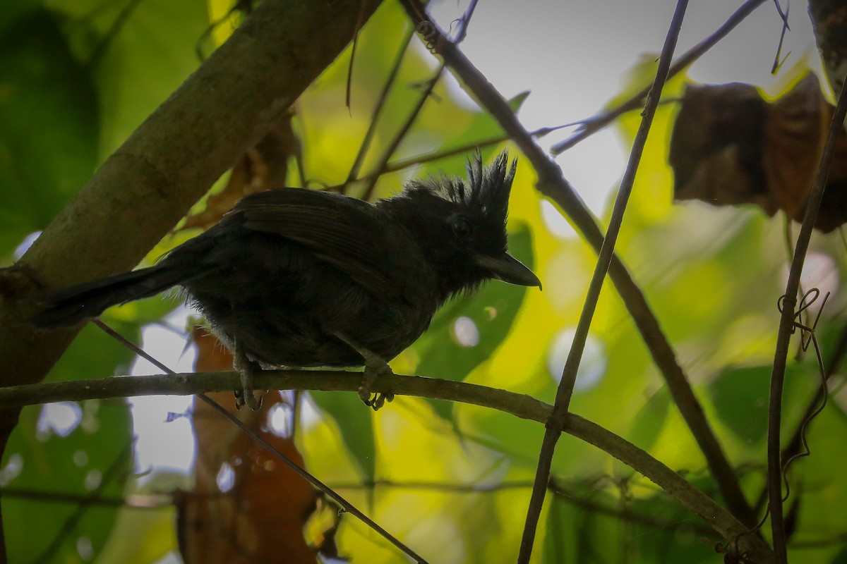 Tufted Antshrike - Stephan Skaarup Båsen Lund