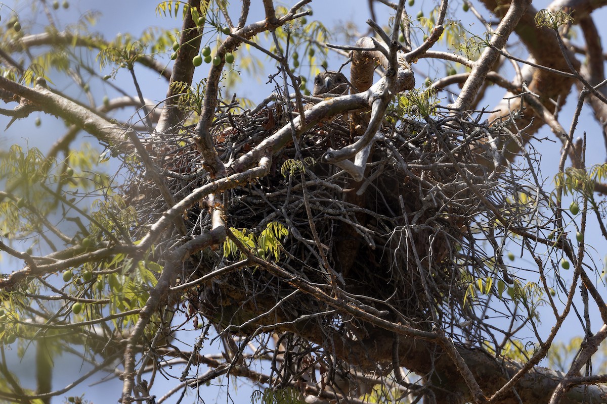 Madagascar Buzzard - ML611315934