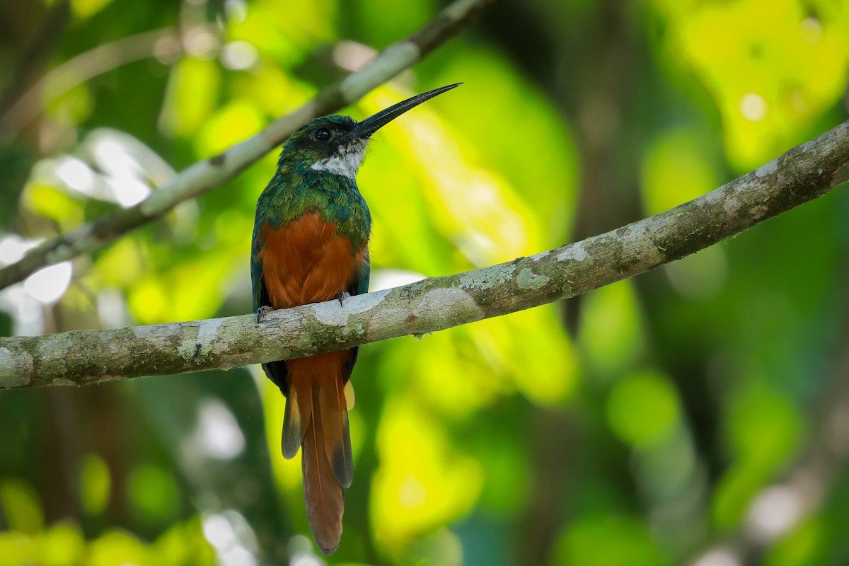 Jacamar à queue rousse - ML611315945